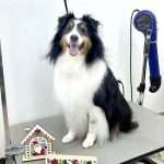 シェルテイー　ルークくん