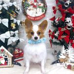 チワワｘパピヨン　テトくん