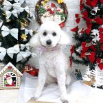 トイプードル　マロンちゃん