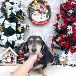 ダックスフンド　ジローくん