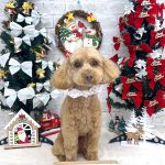 トイプードル　ももちゃん