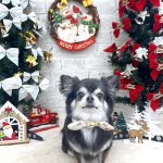 チワワ　咲助くん