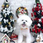 ビションフリーゼ　ゆきくん