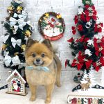 初めてご来店　ポメラニアン　まるくん　PV動画あり