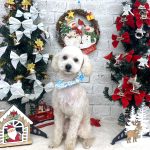 初めてご来店　トイプードル　ポテくん　PV動画あり