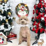 トイプードル　くなちゃん