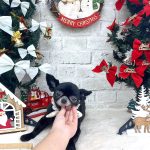 チワワ　かりんちゃん　炭酸泉入浴