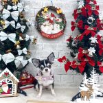 チワワ　あんずちゃん　炭酸泉入浴