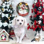 マルチーズ　ユキちゃん