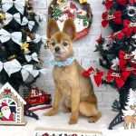 ポメラニアン　メルくん