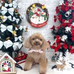 トイプードル　ももちゃん