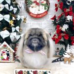 初めてご来店　ペキニーズ　べあちゃん　PV動画あり