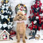 トイプードル　華ちゃん　シルクパック