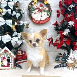 チワワ　サクラちゃん