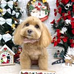 マルプー　はなちゃん