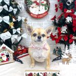 チワワ　すみちゃん