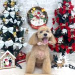 トイプードル　りなこちゃん