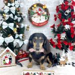 ダックスフンド　アンジュちゃん