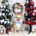 チワワ＆パピヨン　クウくん