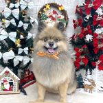 ポメラニアン　ルゥくん