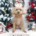 トイプードル　りんちゃん