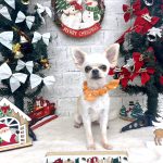 チワワ　ラッキーくん　PV動画あり