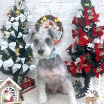 ミニュチュアシュナウザー　デビットくん