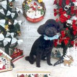 トイプードル　とわくん