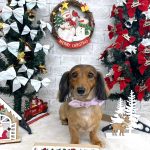 カニンヘンダックス　オリーブちゃん