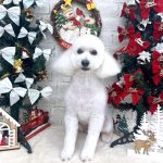 トイプードル　いぶくん