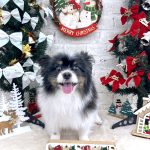 パピヨン　ジーナくん