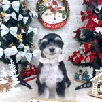 あんちゃん　泥パック