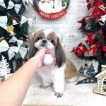 シーズー　スフレちゃん