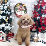 トイプードル　あむちゃん