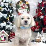 マルプー　きゅーとくん