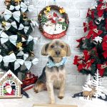 ヨークシャーテリア　ショコラくん