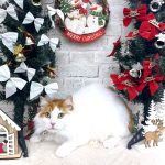 ねこ　陽（はる）くん