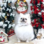 ポメラニアン　りんちゃん