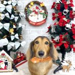 ダックスフンド　サスケくん