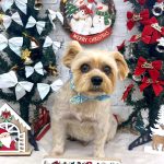 ヨーキー＆ブリュッセルグリフォン　ふうたくん