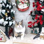 ねこ　初めてご来店　ブリティッシュショートヘアー　ももちゃん