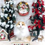 ねこ　初めてご来店　スコティッシュフォールド　宗一郎くん