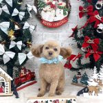 トイプードル　のあくん