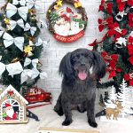 ヨーキー＆プードル　ルナちゃん