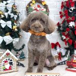 トイプードル　フランくん　泥パック