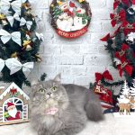 ねこ　サイベリアン　ソラちゃん