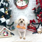 トイプードル　おこめちゃん