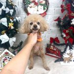 トイプードル　プーくん