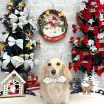 カニンヘンダックス　くうちゃん　シルクパック