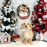 チワックス　みくちゃん　シルクパック